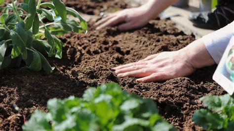Calendario de siembra qué conviene plantar en el huerto y el jardín