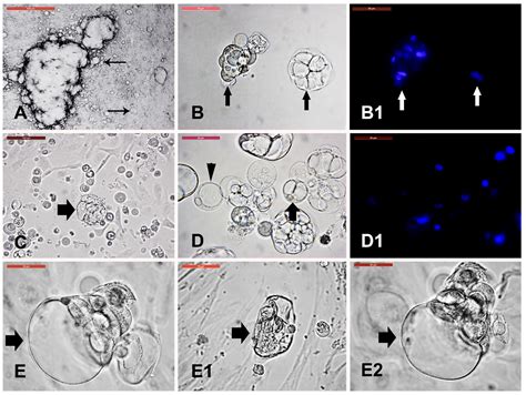 Definition of plasma membrane (cell membrane). Animals | Free Full-Text | Isolation and Culture of Skin ...
