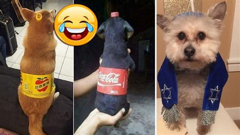 Try Not To Laugh 30 Of The Happiest Dog Memes Ever That Will Make You