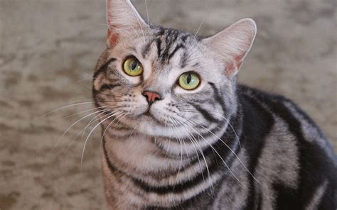 American Shorthair Cat Breed Characteristics And Care Known Pets