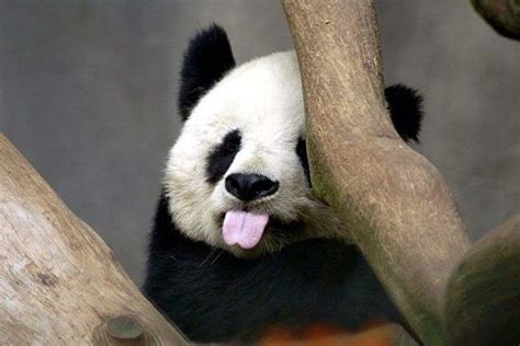 Funny Face Baby Panda Bears Panda Bear Cute Baby Animals