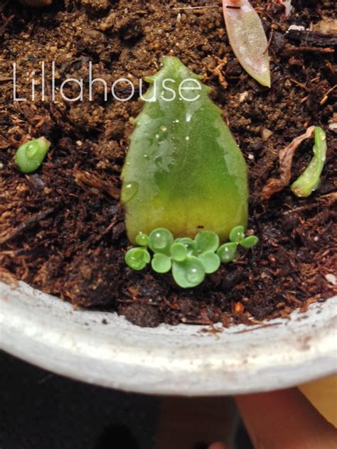 Lillahouse Propagating Succulents