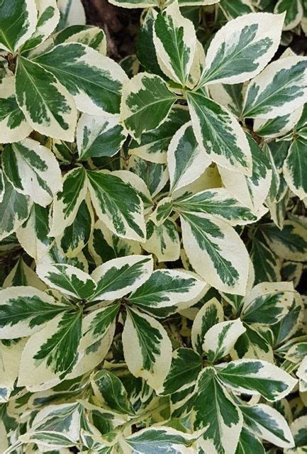 Euonymus Fortunei Silver Queen Hedge Hedging Plants Direct