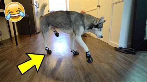Husky Tries On Dog Booties For The First Time Shes Not Happy About