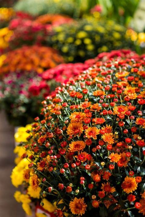 Roses, lilies, orchids, tulips, sunflowers, irises Which flowers are in bloom in Autumn? - Avas Flowers