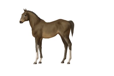 horse breeds dongola horse world