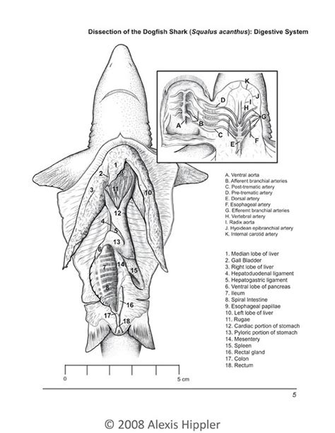 Https://tommynaija.com/worksheet/dogfish Shark Dissection Worksheet