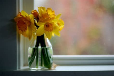 Daffodil Bouquet Window Sill Daffodils Glass Vase Flowers Photo