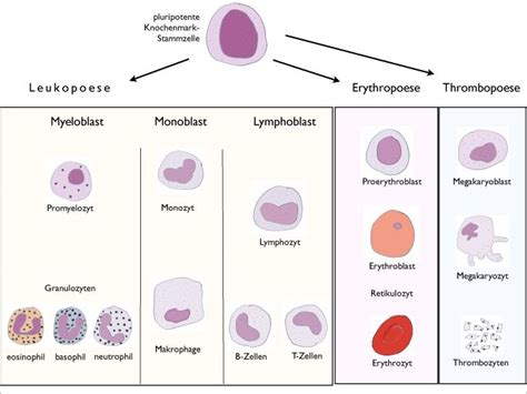 Differentiële Telling Van Bloedcellen Wikipedia Bloedcellen