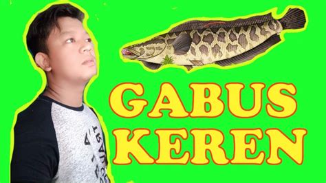Selain di indonesia, ikan jelawat juga ditemukan di malaysia, thailand, kamboja, dan vietnam. Jenis jenis ikan Gabus Di Dunia - YouTube