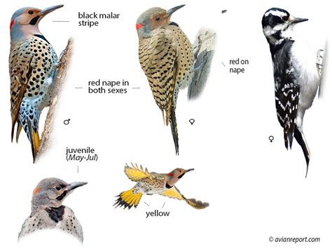 Eight Types Of Woodpeckers In South Carolina Nature Blog Network