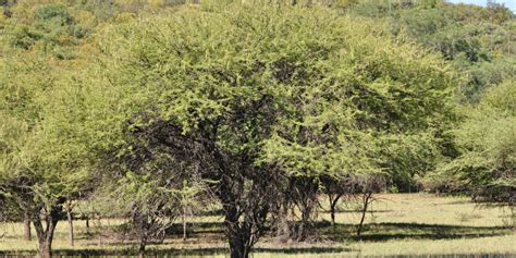 Acacia Nilotica Vachellia Nilotica Tree Sa
