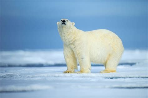 Best Places To See Polar Bears In The Wild Around The World