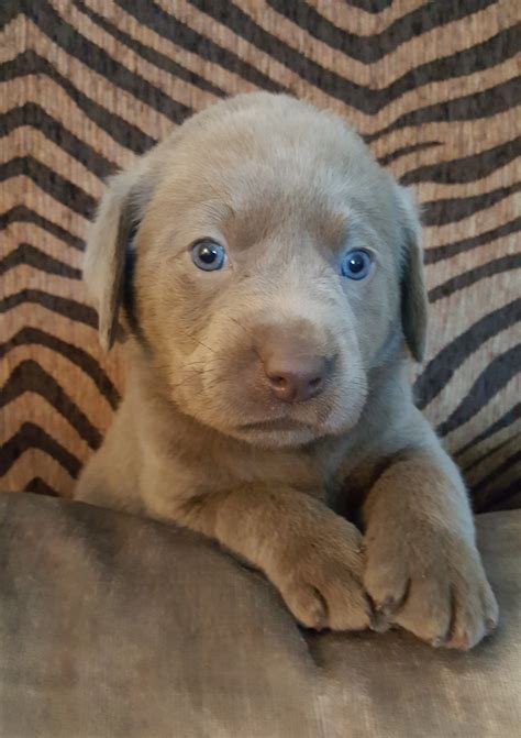 I have 3 beautiful labrador x retriever puppies they are all female, there is one black and two charcoal puppies. Labrador Retriever Puppies For Sale | Cincinnati, OH #208366