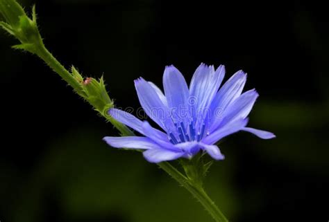 Wild Blue Flower Against Dark Background Stock Image Image Of Bright
