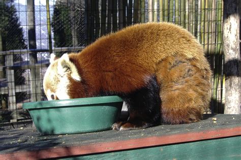 2 A Captive Adult Red Panda With Hair Loss The Cause For This
