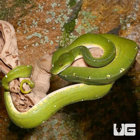 Male Jayapura Green Tree Pythons Morelia Viridis For Sale