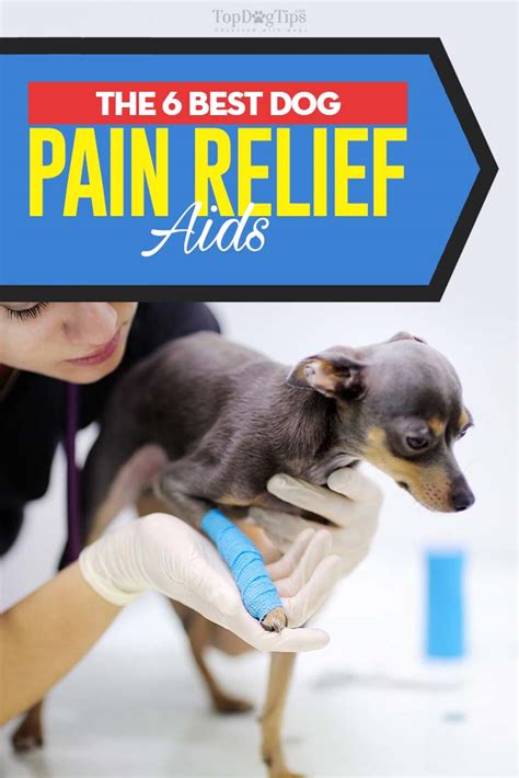 6 Best Dog Pain Relief Aids Of 2020 Dog Pain Reliever Buying Guide