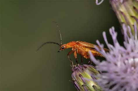 Common Red Soldier Beetle Rhagonycha Fulva Insect Macr Flickr