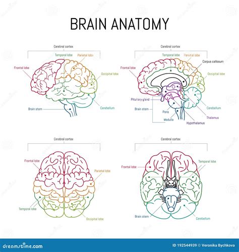 Minimal Neuroscience Infographic On White Human Brain Lobes And