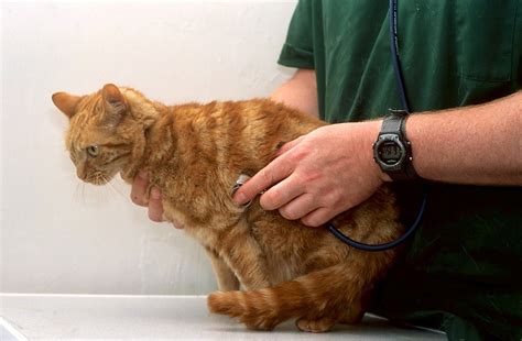 Cat Health And Diseases Best Guide On Cat Health And Care