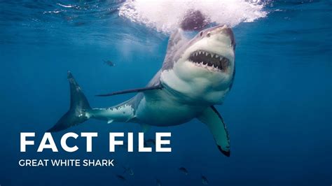 Facts About The Great White Shark Youtube