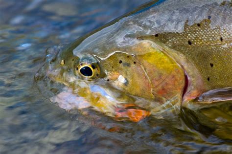 South Fork Lodge South Fork Snake River Fly Fishing Yellow Dog