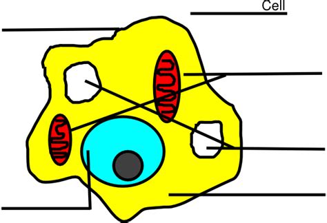 Unlabeled Cell Diagram Clipart Best