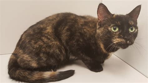 WHAT IS FELINE HYPERTHYROIDISM | Hypurrthyroid Treatment ...
