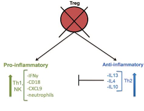 Figure 2 From Role Of Immune Cells In The Ocular Manifestations Of