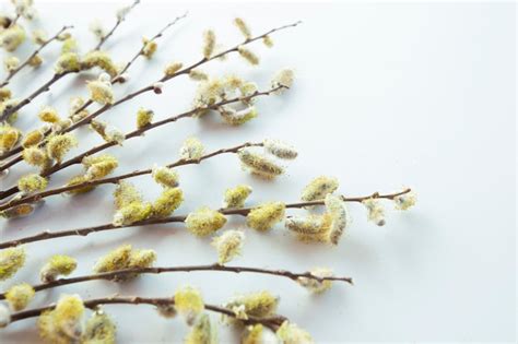 Premium Photo Branches Of Pussy Willows On White Background Flat Lay Top View