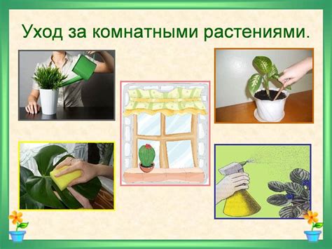 Как правильно ухаживать за комнатными растениями