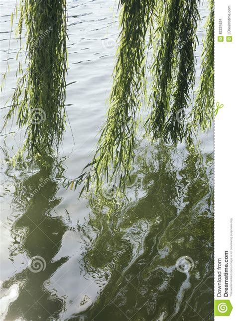 Branches Of Weeping Willow Hanging Over A Pond With Green Water Royalty
