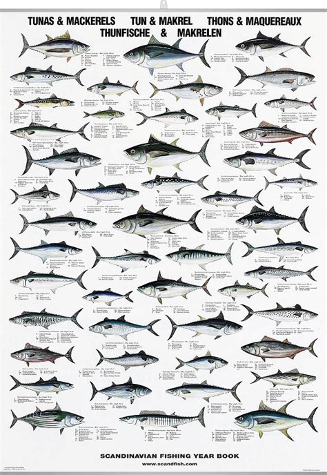 Tuna Mackerel Poster Chart With Tunas And Mackerels