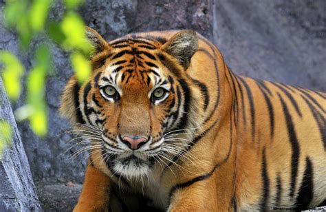 Real Jungle Animals Wallpapers Gallery