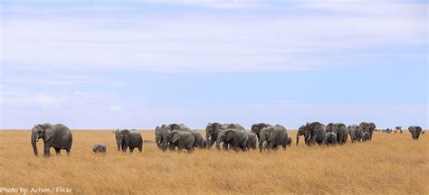 Interesting Facts About Serengeti National Park Just Fun Facts