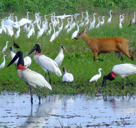 Bioma Do Mato Grosso Do Sul