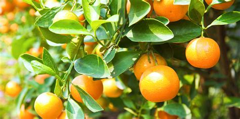 When To Fertilize Citrus Trees In Florida Luciana Coy
