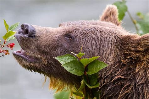 20 Things Bears Like To Eat Most Diet Care And Feeding Tips