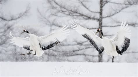 Red Crowned Cranes Japan Photo Guide