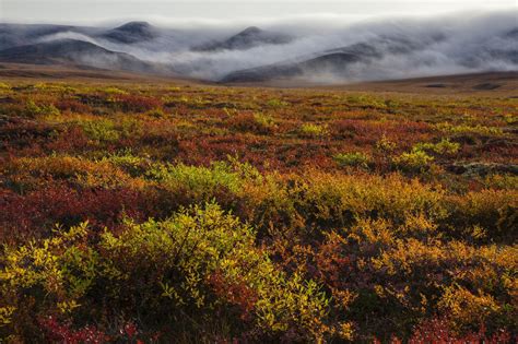 Tundra Biome National Geographic Society