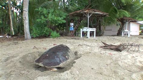 turtle village trust protecting sea turtles beyond the beach youtube