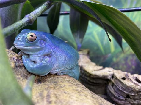 Feeling Blue Today I See Dumpy Girl Frogs