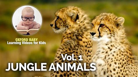 Learn Jungle Animal Sounds 🐅 Toddlers Children Kids Oxford Baby
