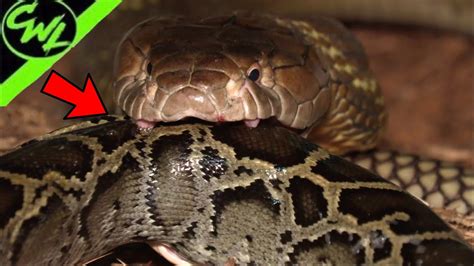 Massive King Cobra Eats Python Youtube