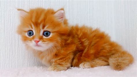 Cute Kitten Will Melt Your Heart Youtube