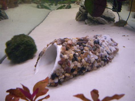 Let your new diy aquarium cure for a full 12 hours. My DIY Caves | Aquarium fish, Fish house, Cichlids