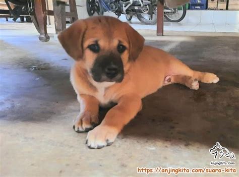 Open Adopsi Puppy - Suara Kita - AnjingKita.Com