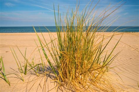 Beach Grass On A Beach Of The Baltic Sea Stock Photo Image Of Nature
