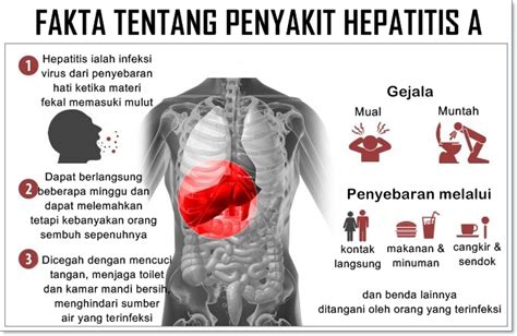 Hepatitis Adalah Penyakit Yang Menyerang Homecare24